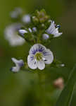 Thymeleaf speedwell